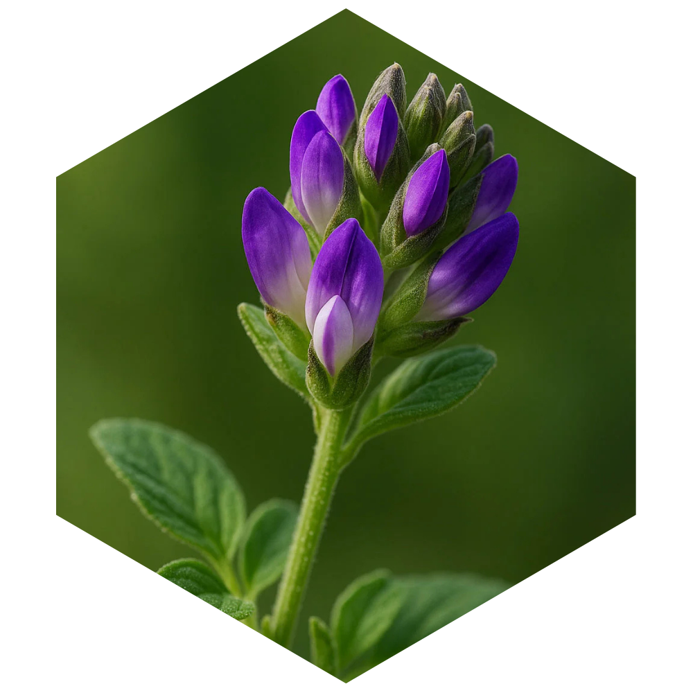 Hexagonal image of a purple flower with green leaves on a dark green background