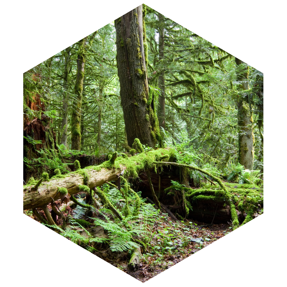 Hexagonal image of a forest with a fallen tree covered in moss