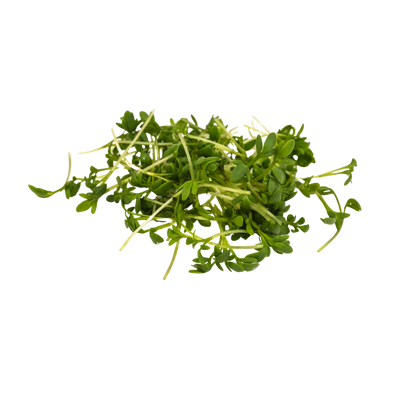 Bunch of fresh green microgreens on a white background