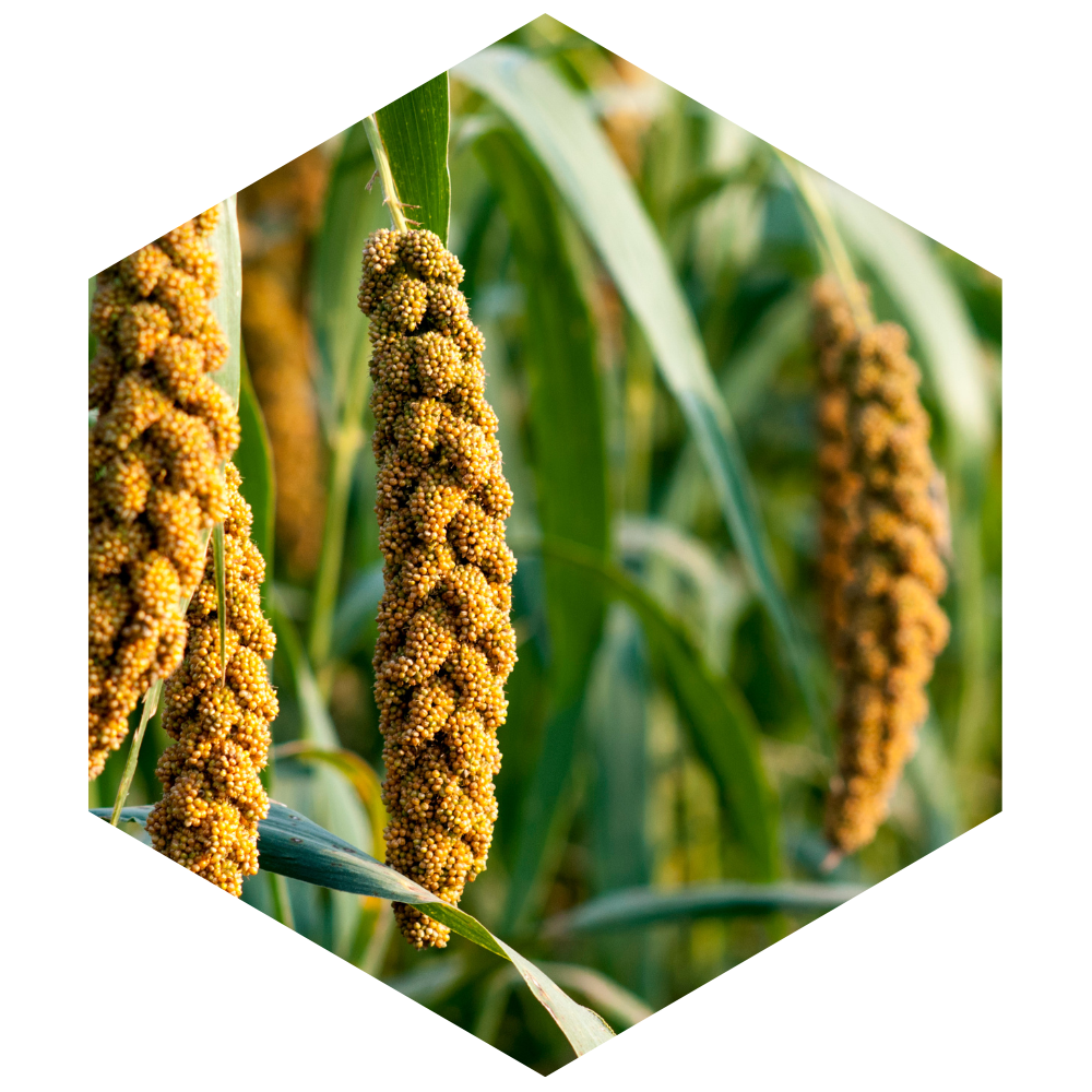 Close-up of corn cobs in a field with a hexagonal filter.