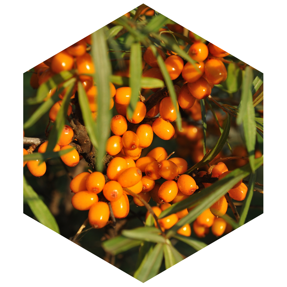 Hexagonal image of orange berries on a green branch