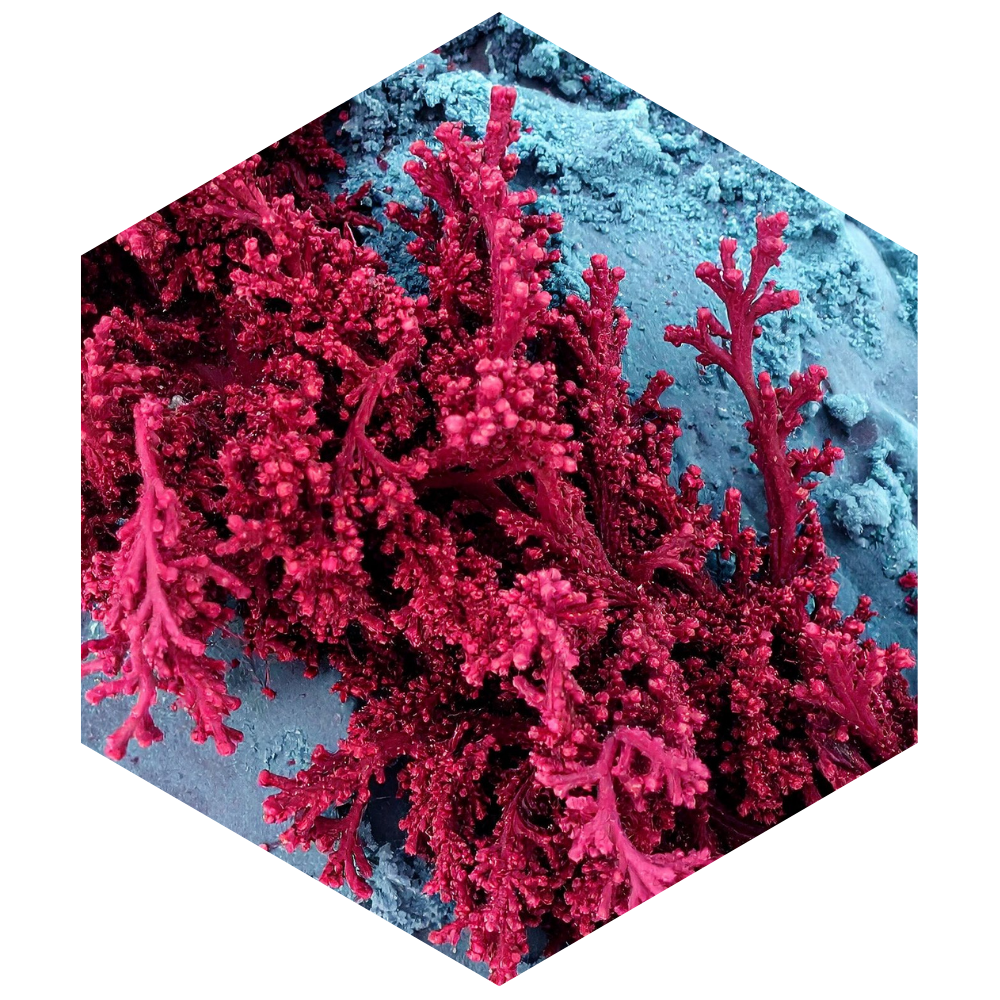 Close-up of red coral on a blue background